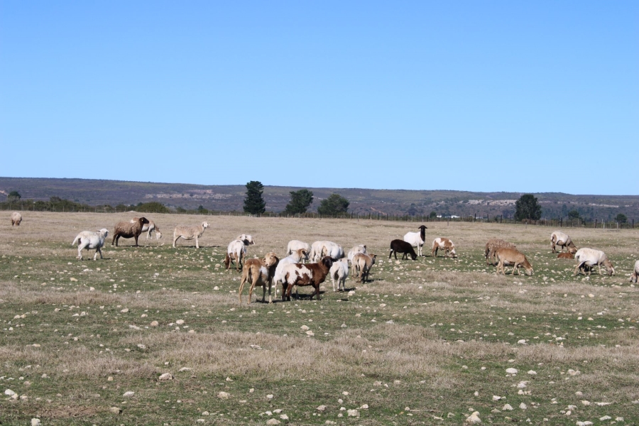 0 Bedroom Property for Sale in Riversdale Rural Western Cape